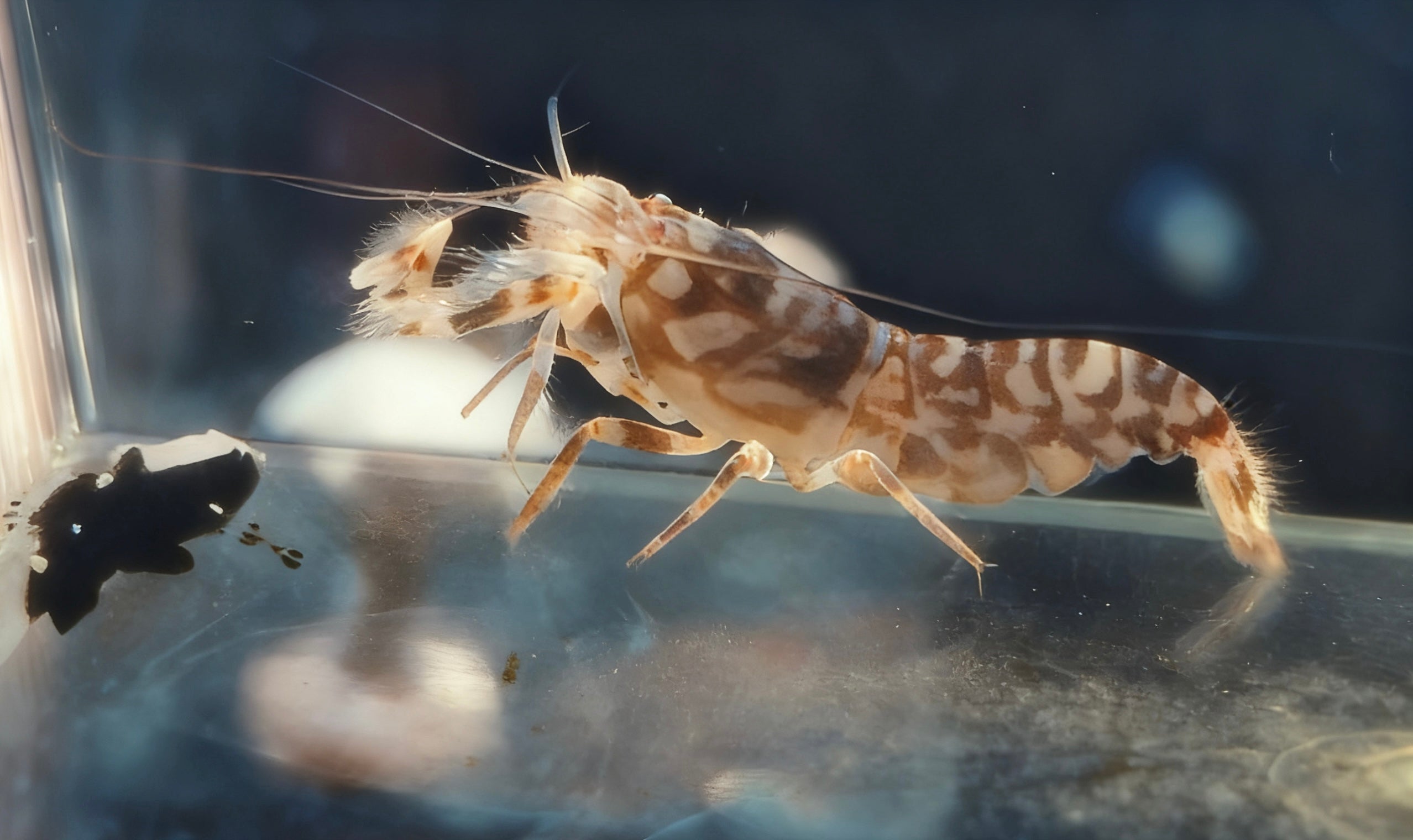 White Cap Goby Pistol Shrimp Pair
