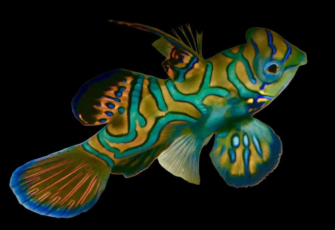 CAPTIVE BRED MANDARIN DRAGONET
