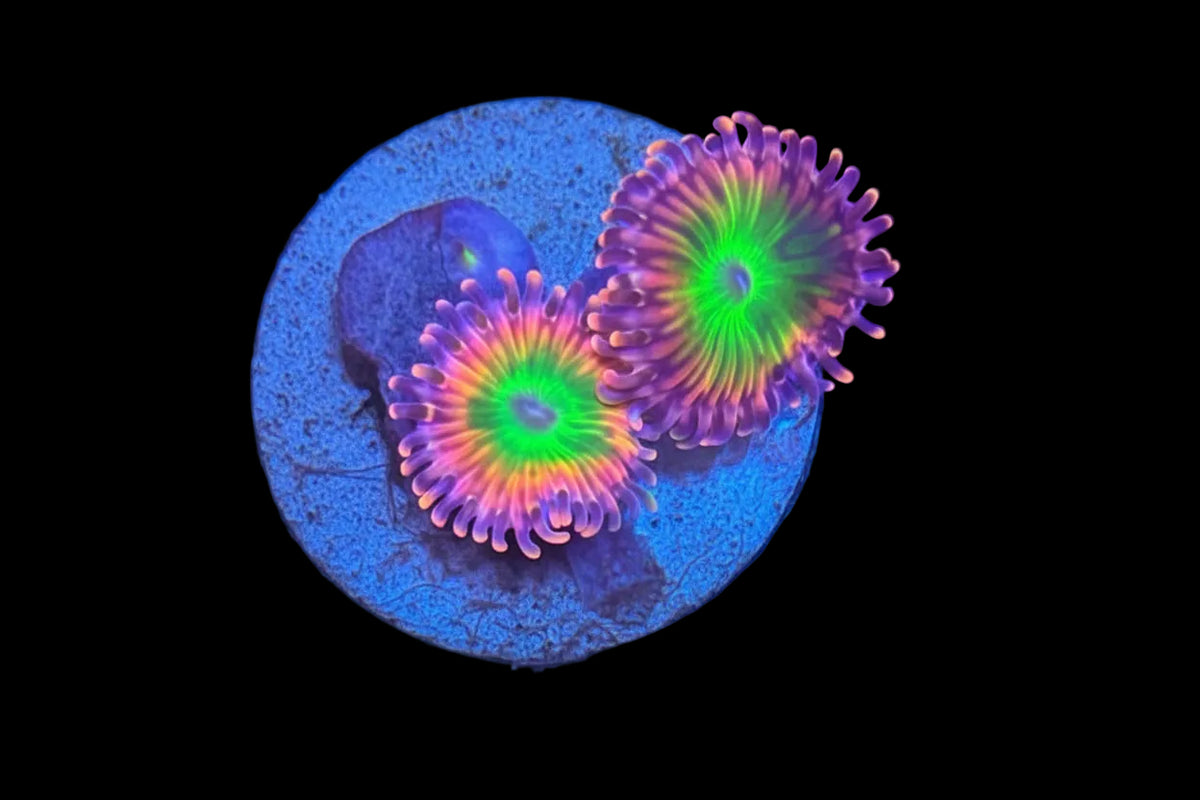 CRAYOLA ZOAS
