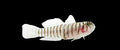 Captive Bred Atlantic Tiger Goby