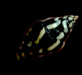 Lightning Dove Snails