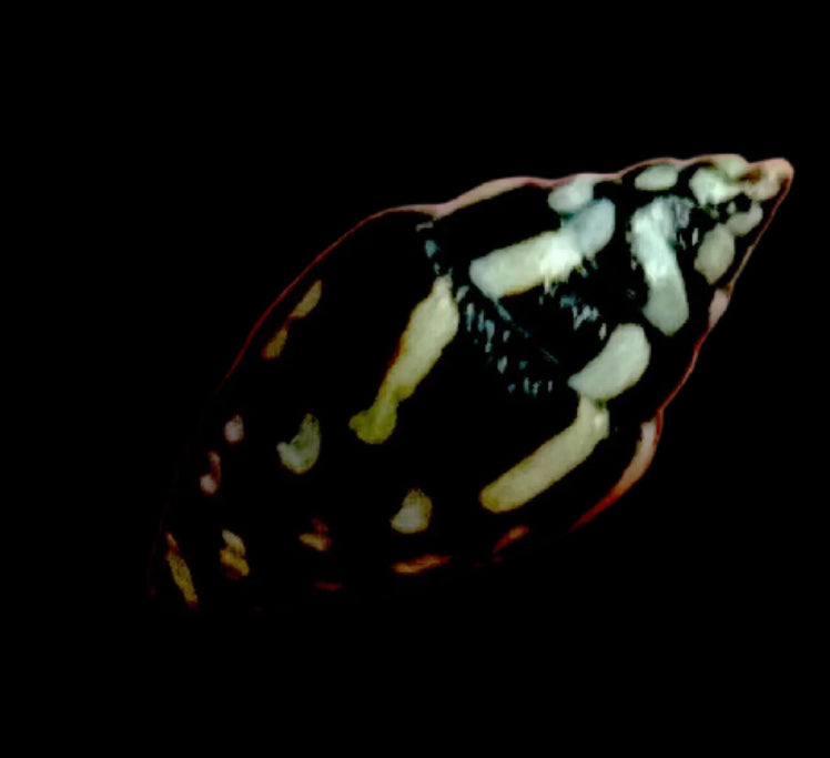 Lightning Dove Snails