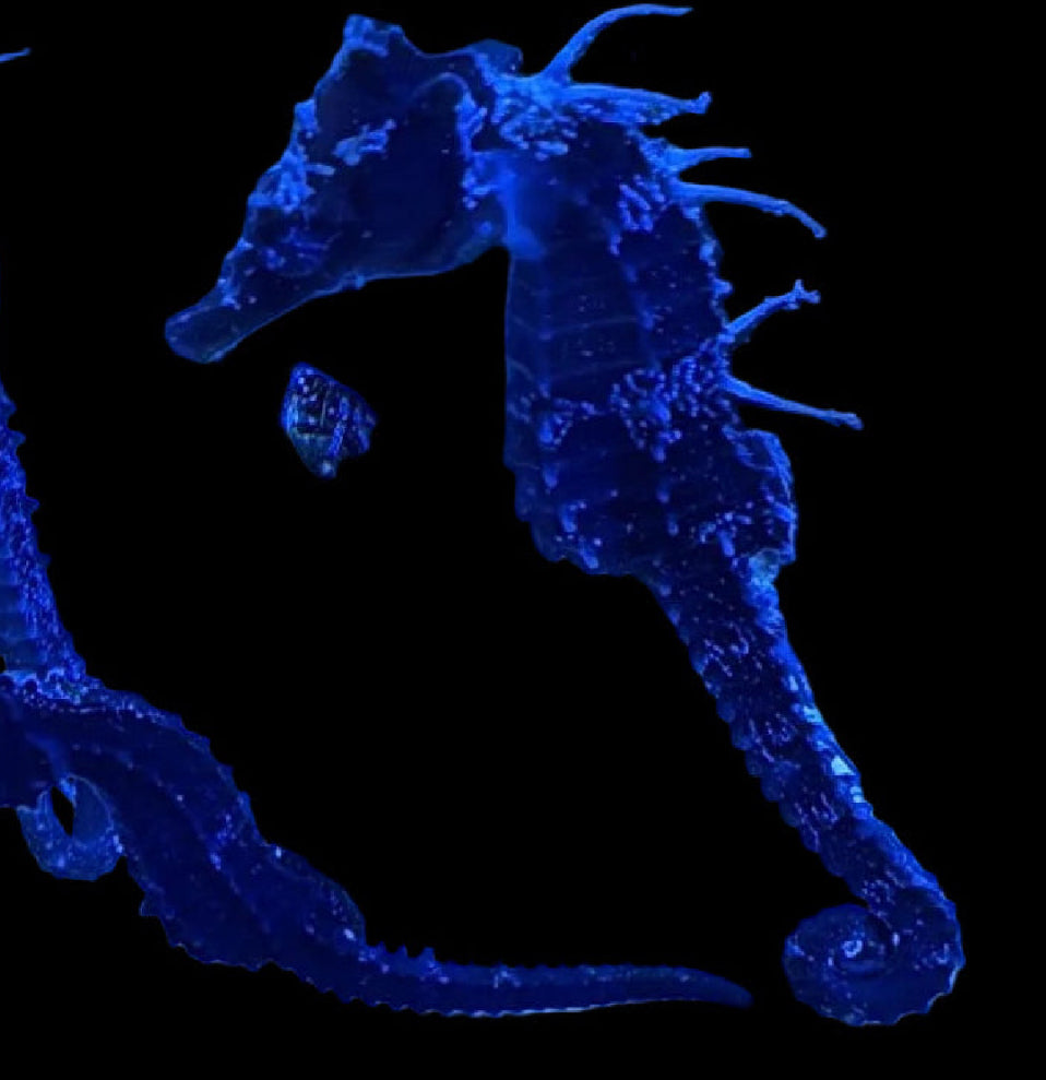 SEA HORSE TRIO 1 MALE 2 female