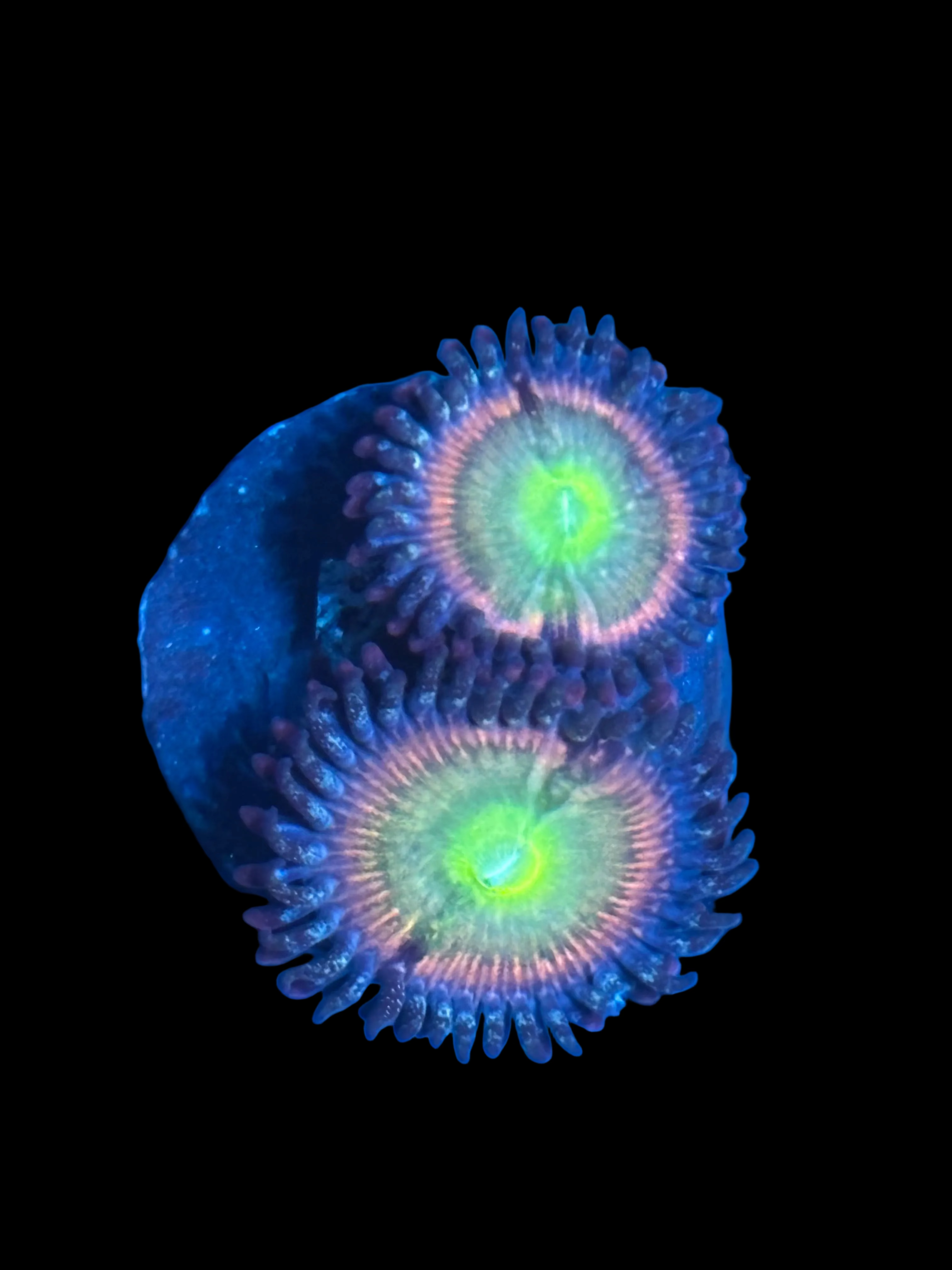 WYSIWYG RAINBOW SPECTRUM ZOA