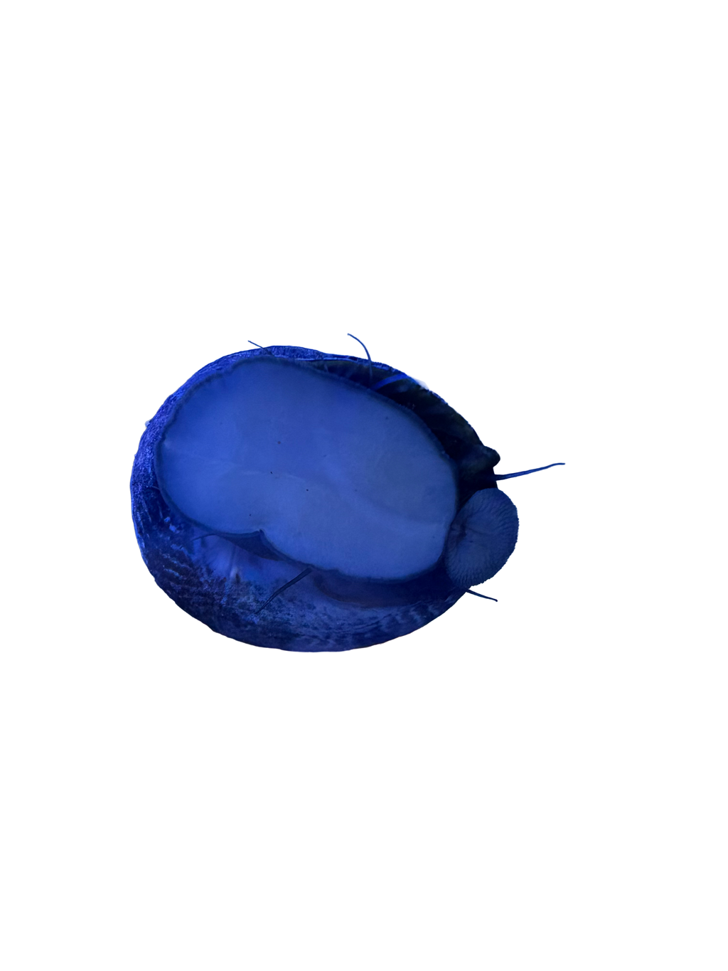Margarita Snail