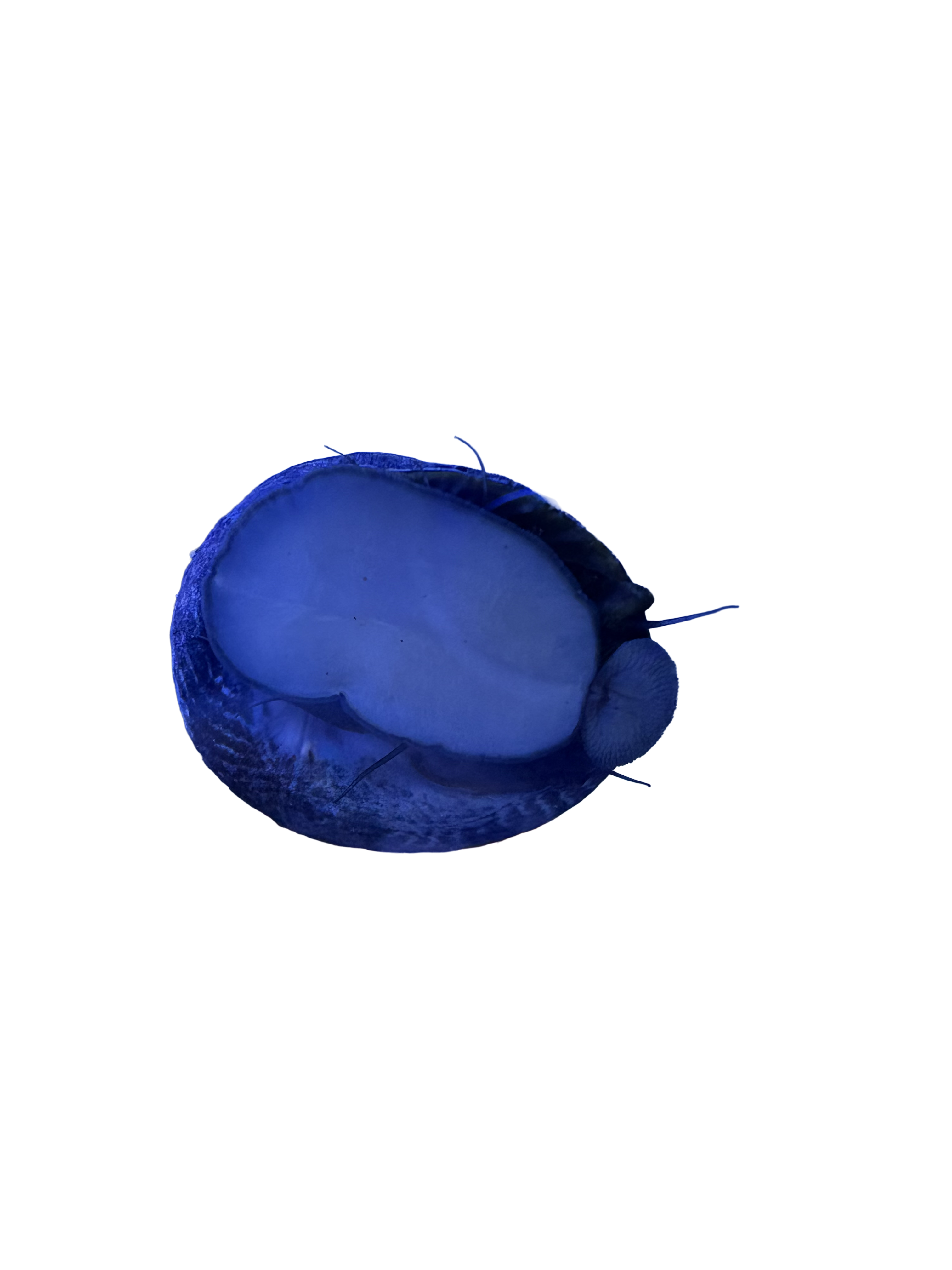 Margarita Snail