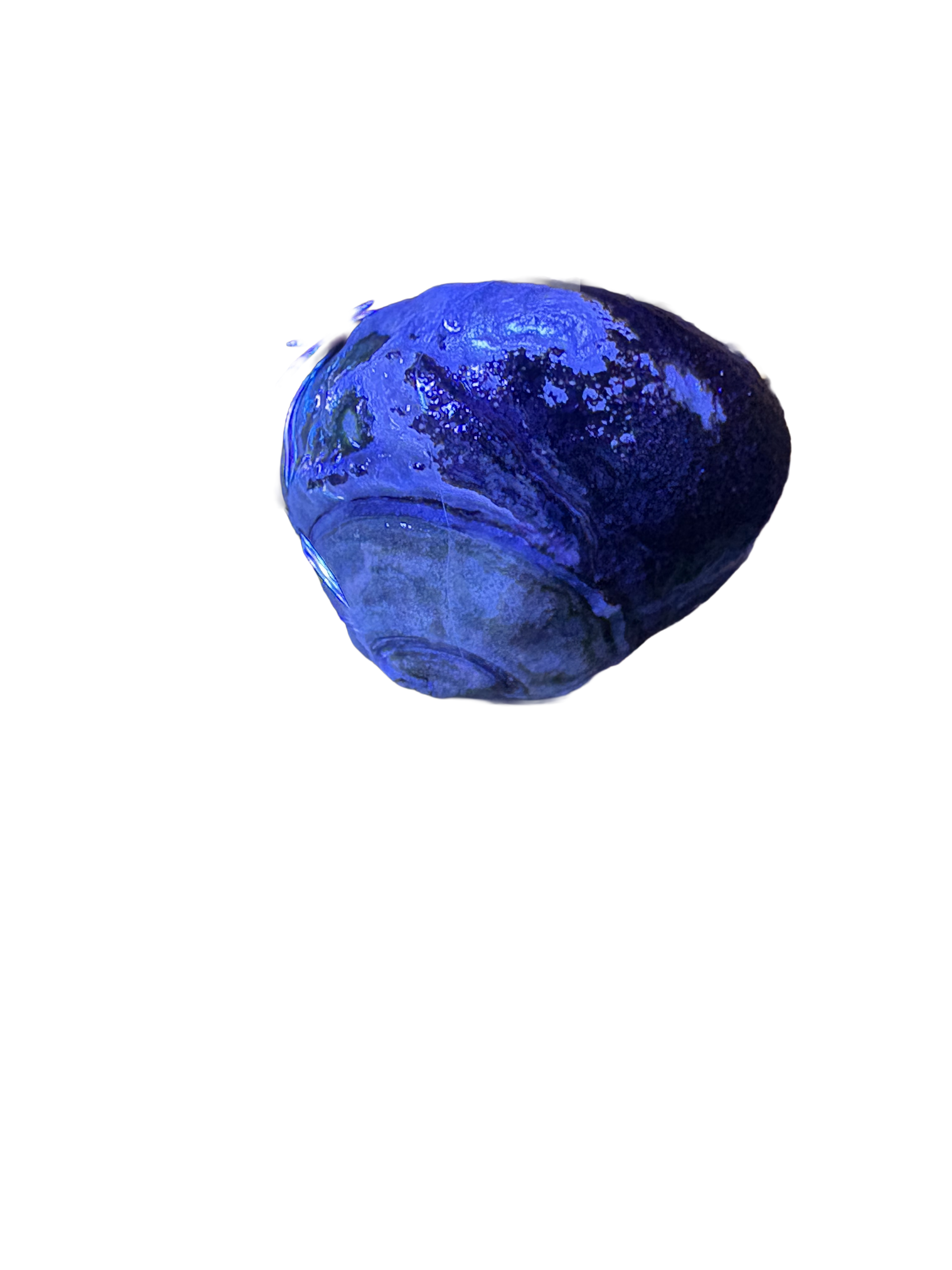 Margarita Snail