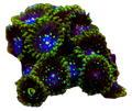 Exosphere Zoas *Stock*