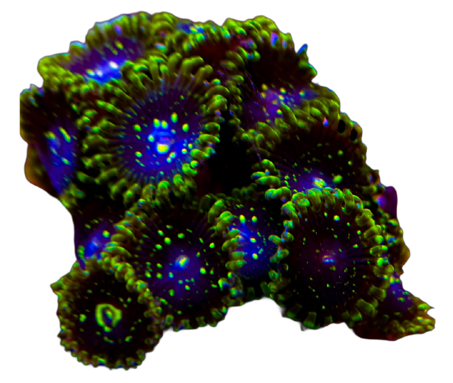 Exosphere Zoas *Stock*
