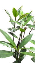 Red Mangroves
