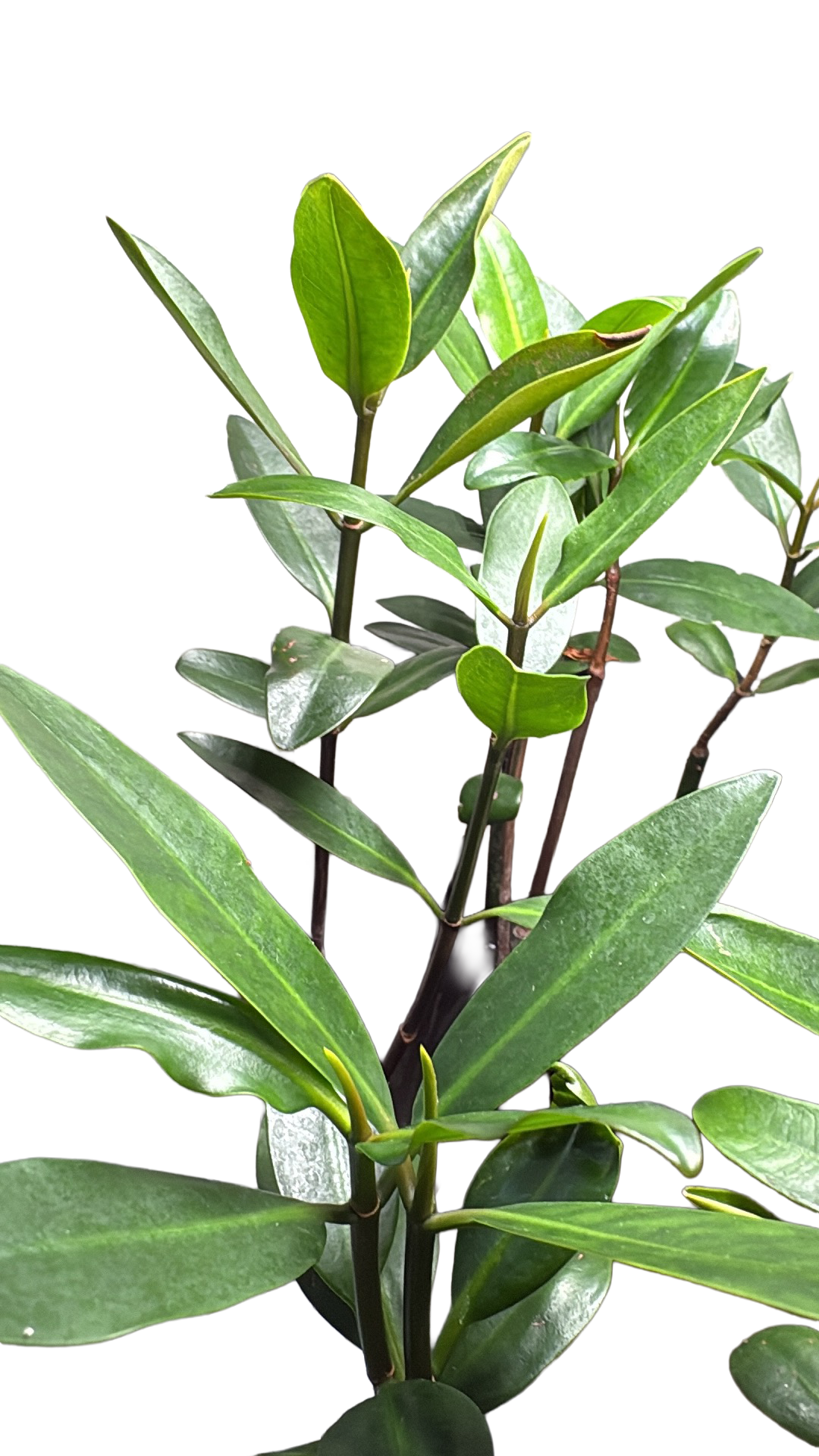 Red Mangroves