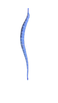 WYSIWYG Jumbo Dragonface Pipefish