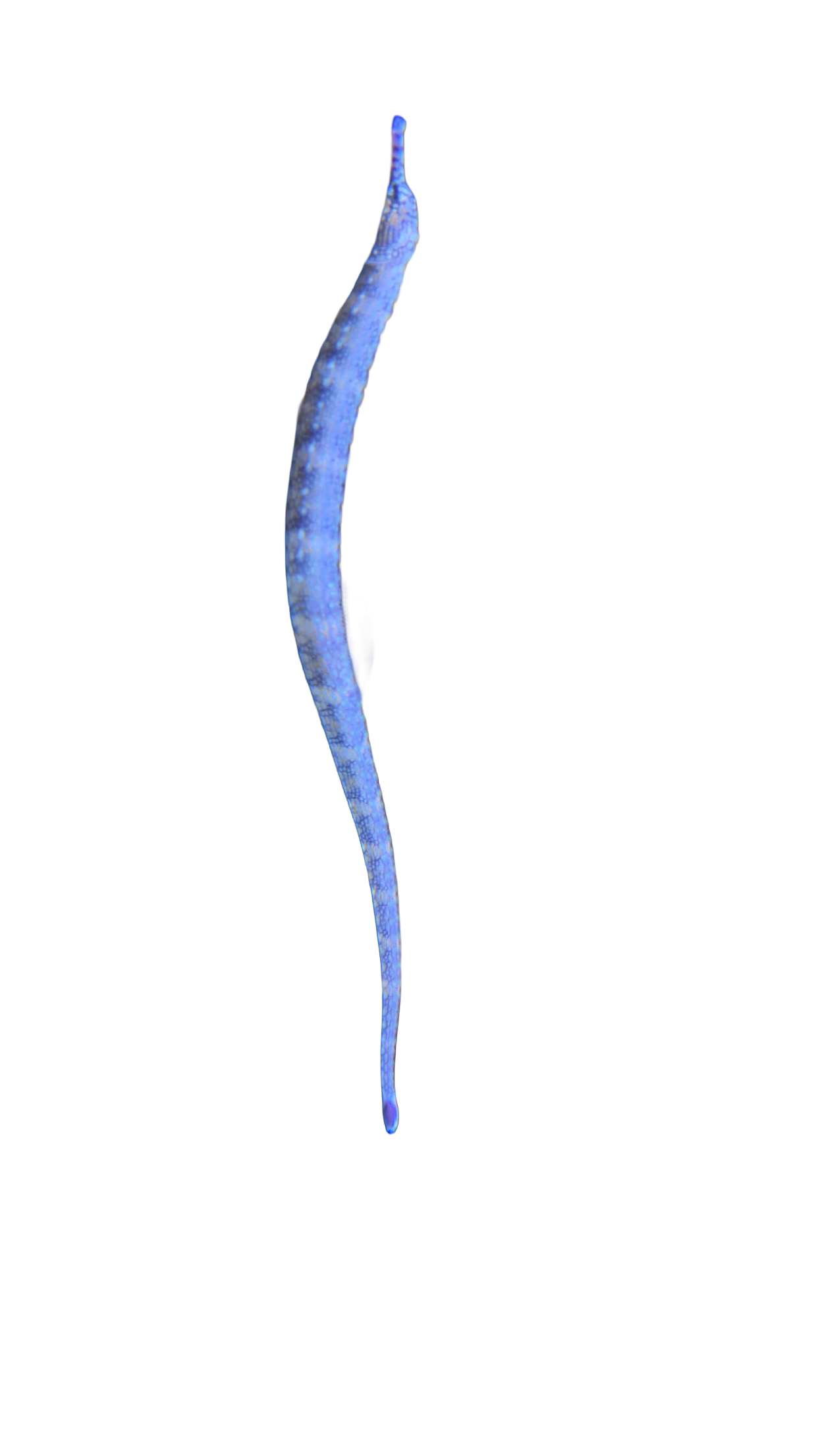 WYSIWYG Jumbo Dragonface Pipefish