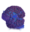 WYSIWYG Red St. Thomas Mushroom