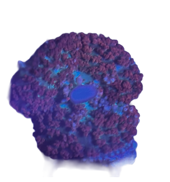 WYSIWYG Red St. Thomas Mushroom