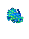 *Stock* Rasta Zoas