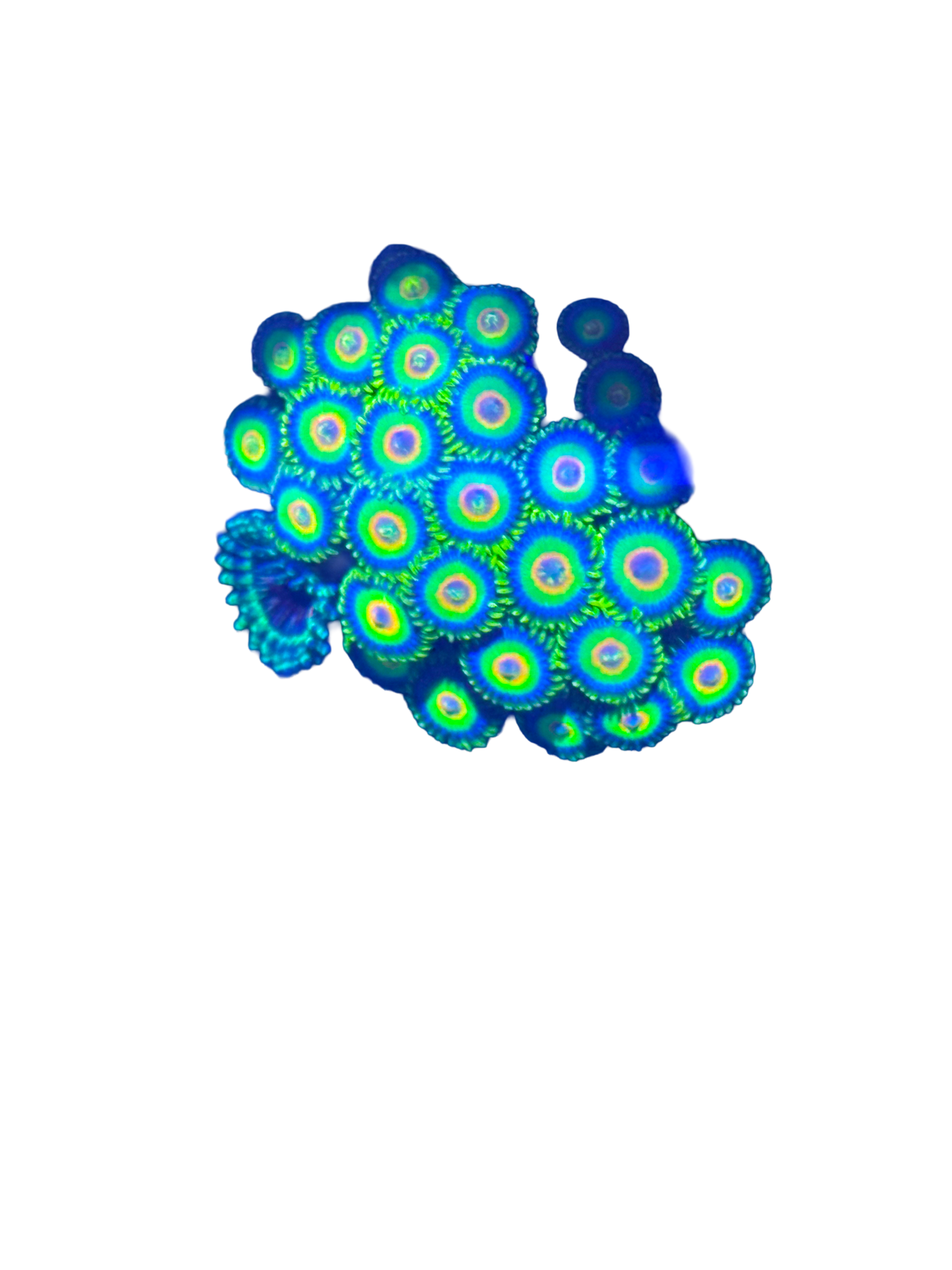 *Stock* Rasta Zoas