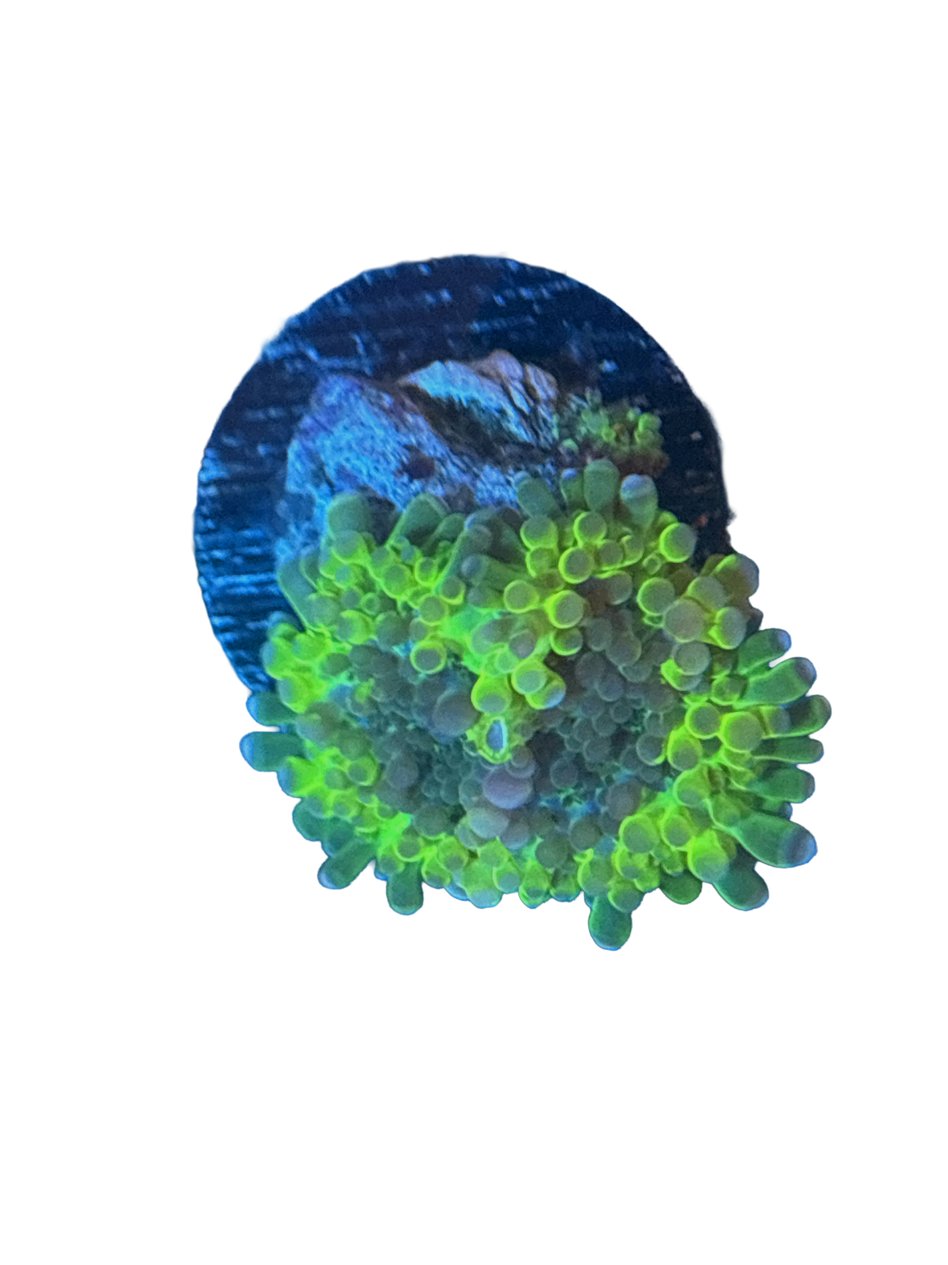 WYSIWYG Green and Purple Yuma With Baby