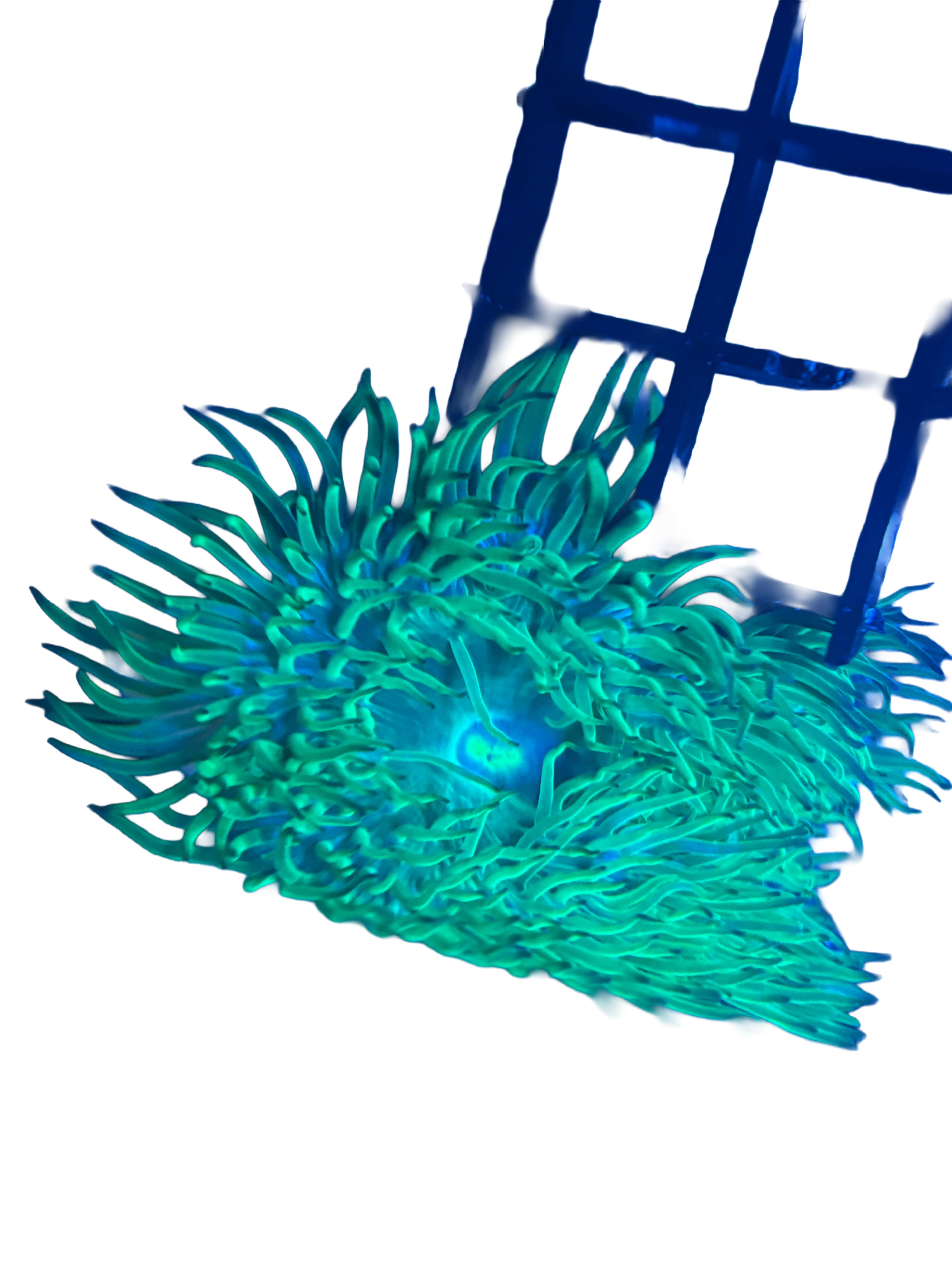 WYSIWYG Neon Anemone RARE
