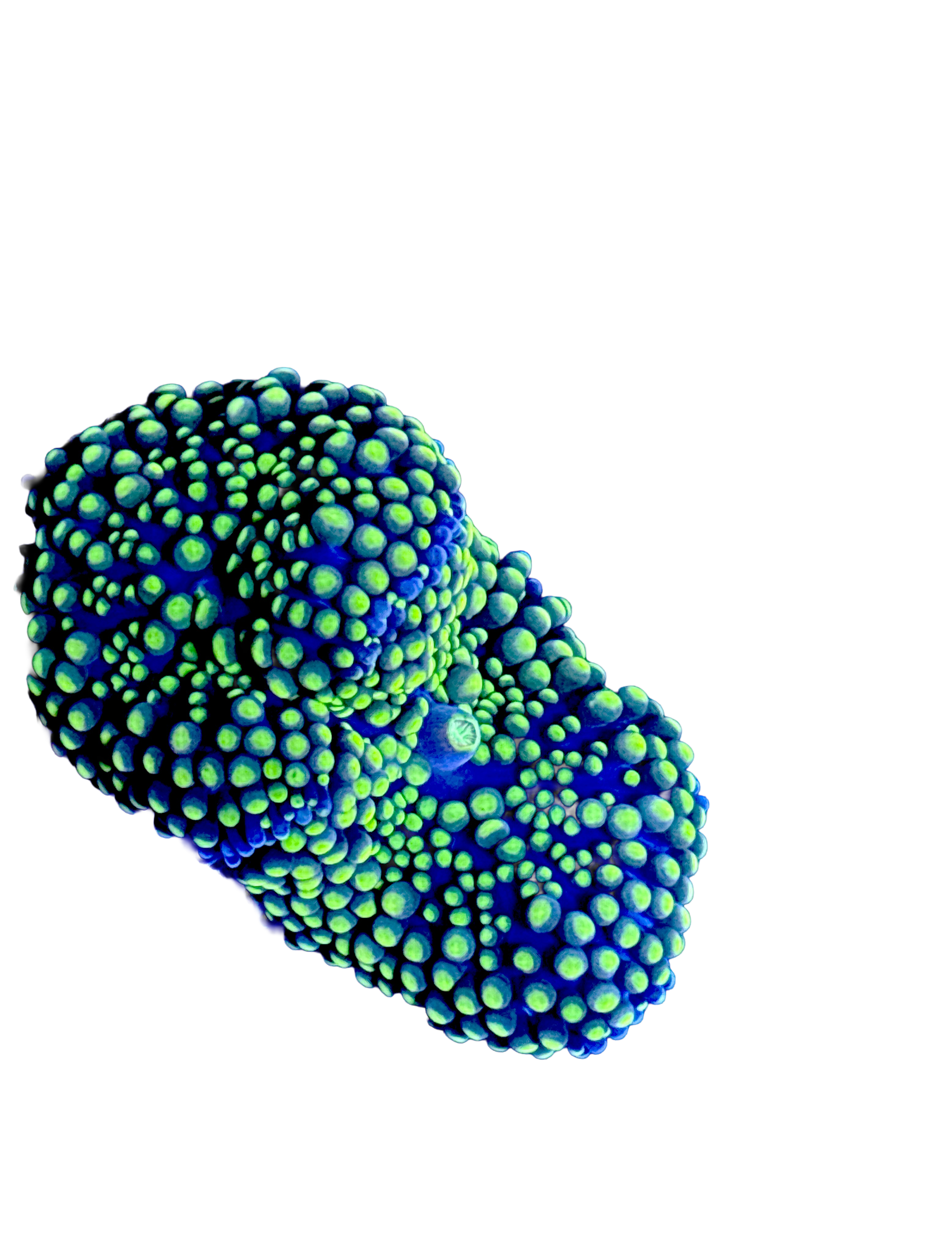 WYSIWYG Ricordia Florida