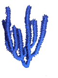 WYSIWYG Gorgonian Colony