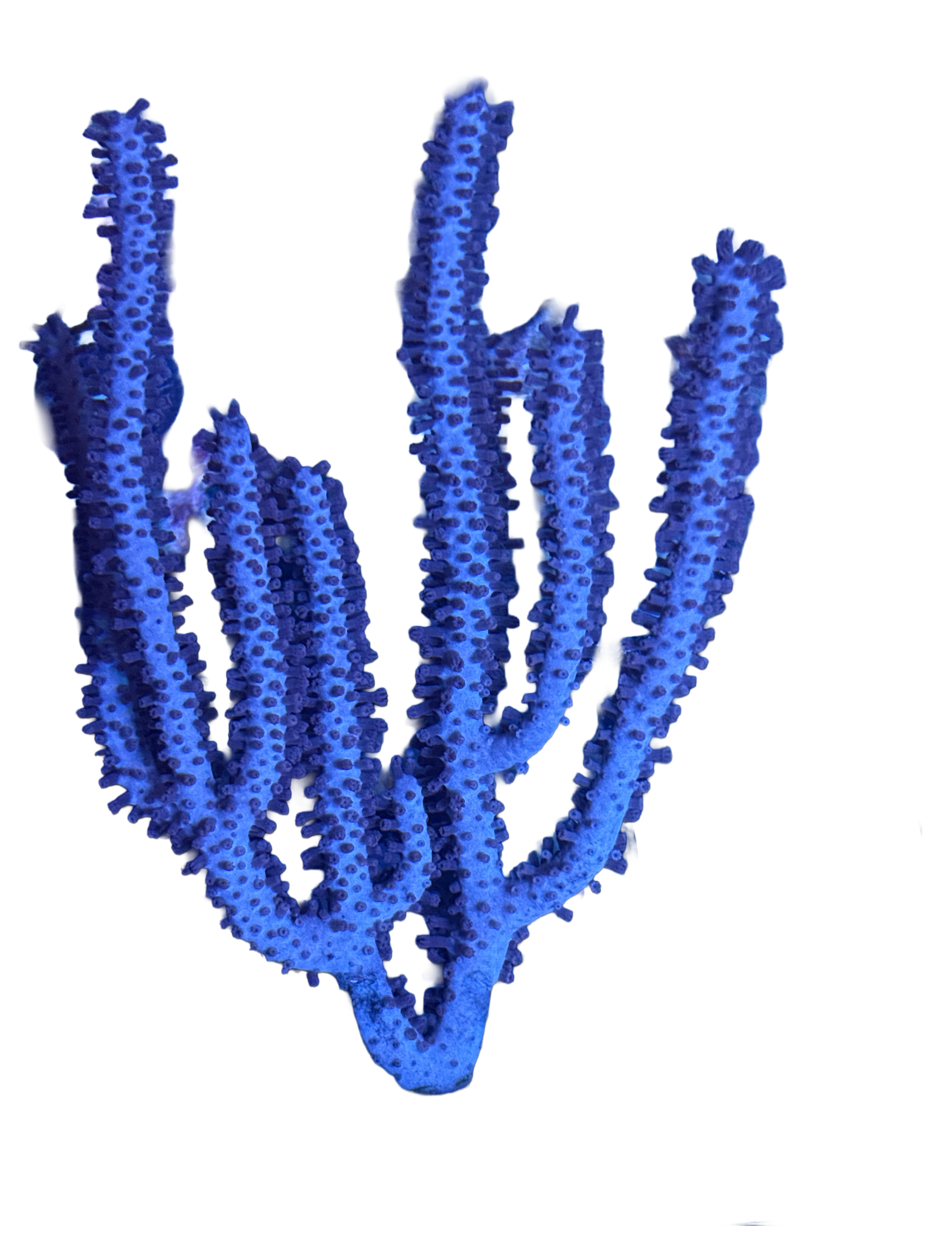 WYSIWYG Gorgonian Colony