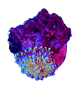 WYSIWYG Galaxy Yuma