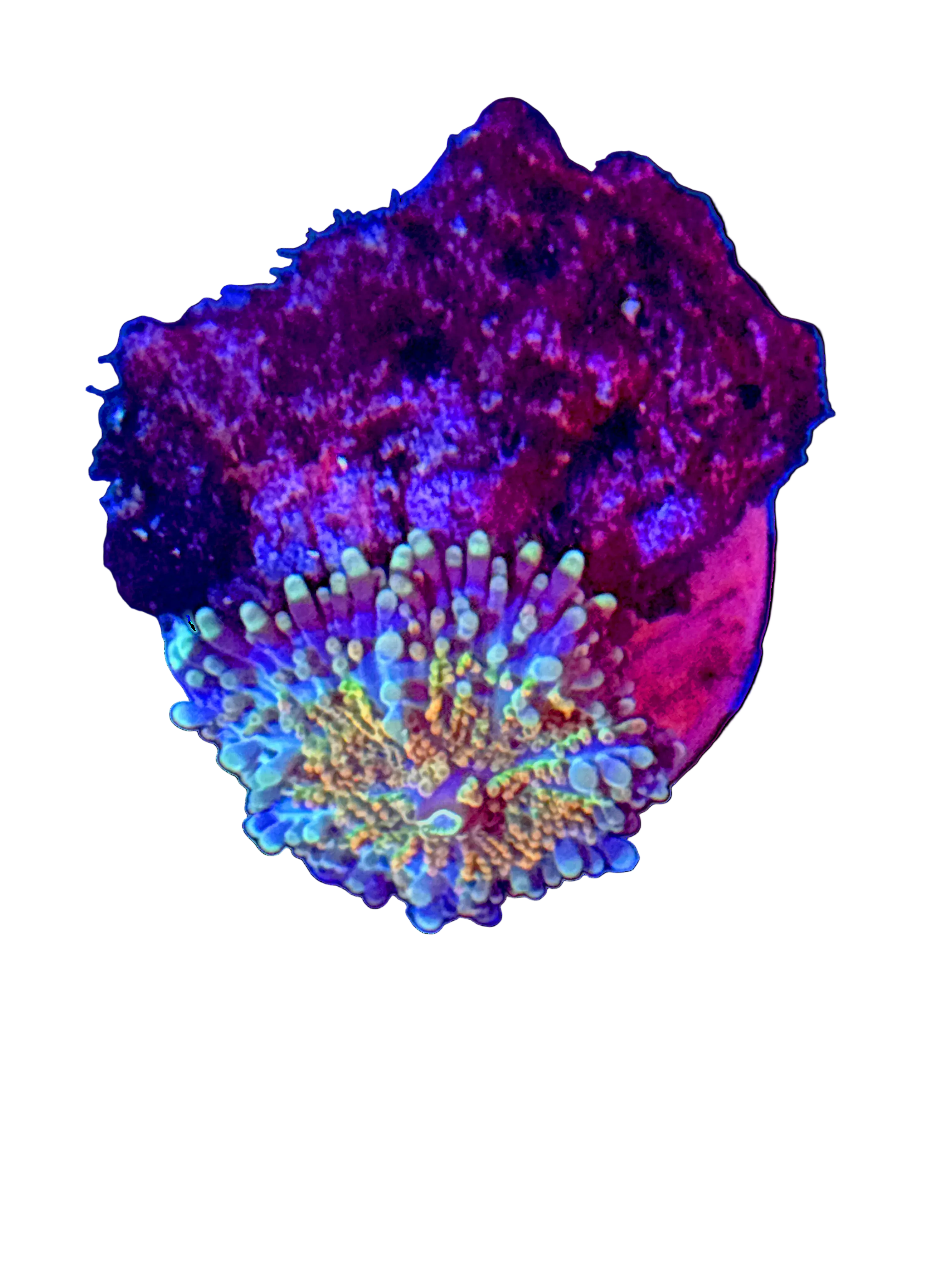WYSIWYG Galaxy Yuma