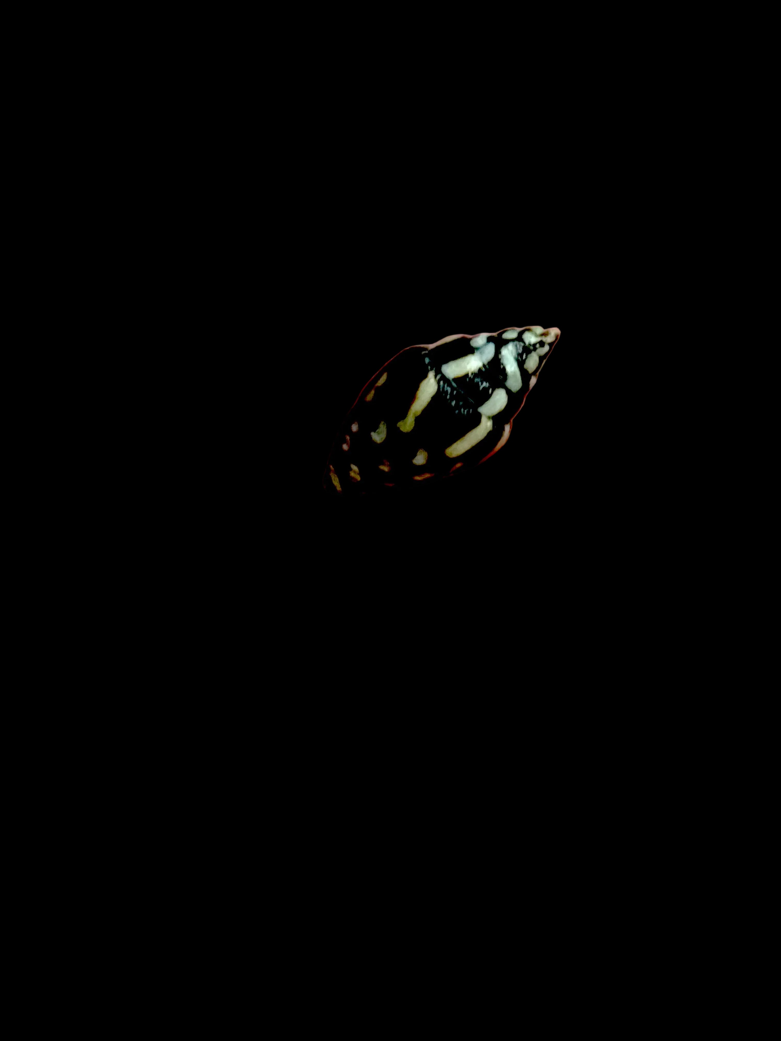 Lightning Dove Snails