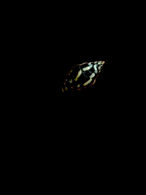Lightning Dove Snails