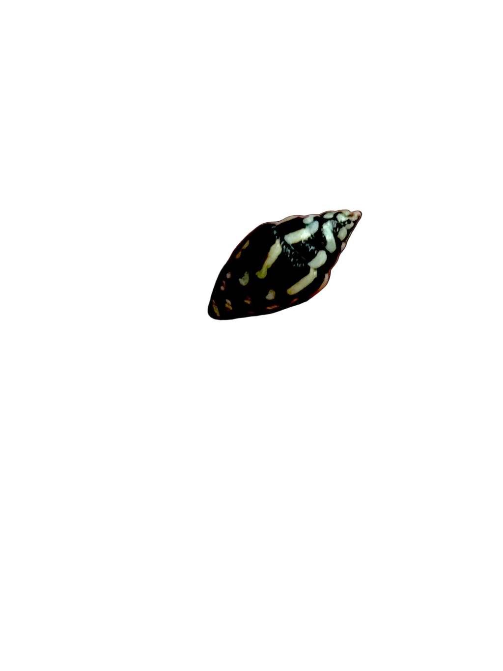Lightning Dove Snails