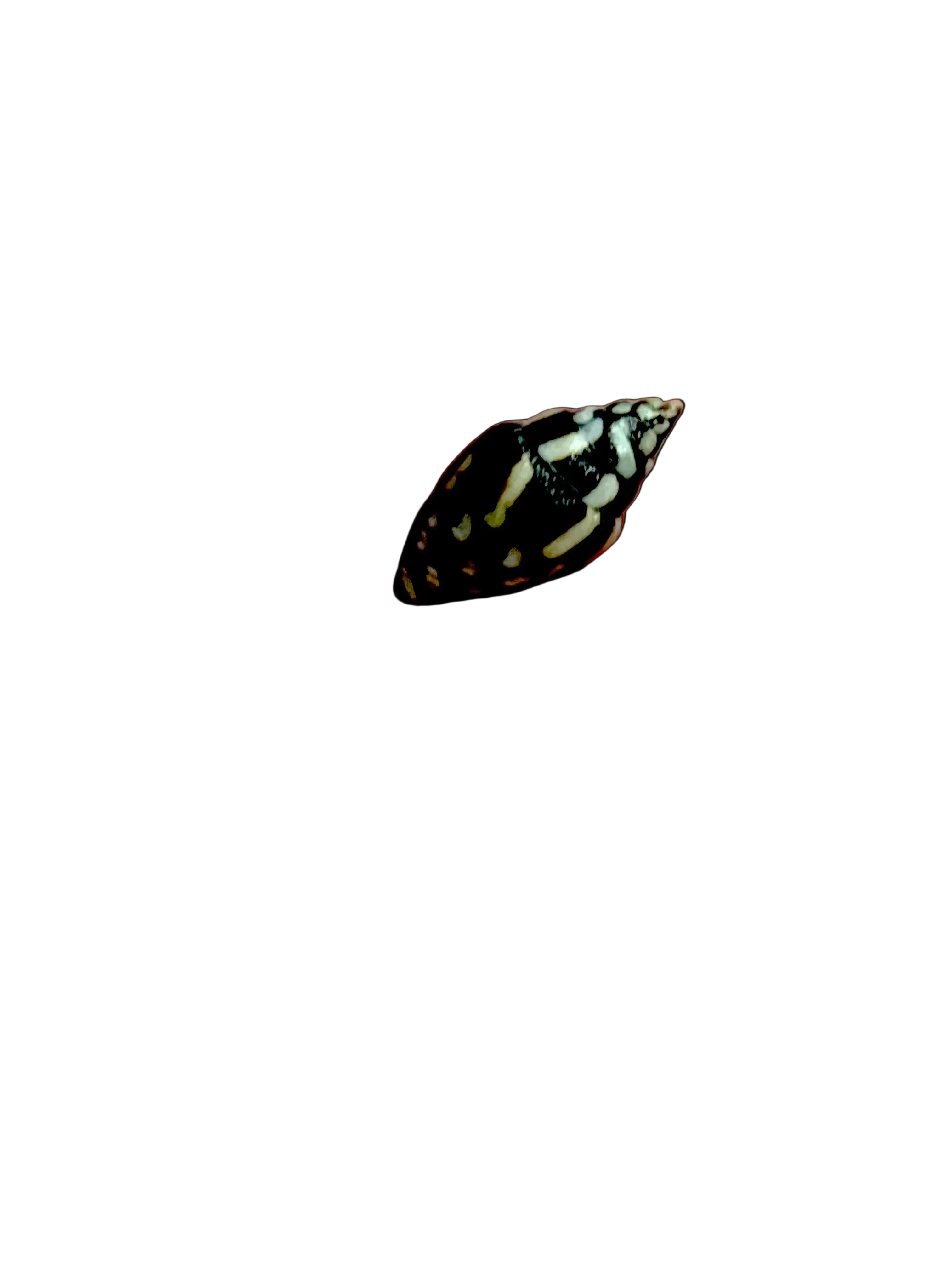 Lightning Dove Snails
