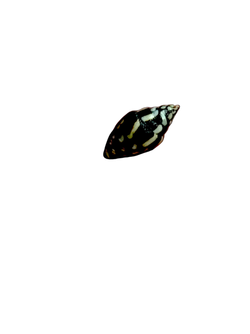 Lightning Dove Snails