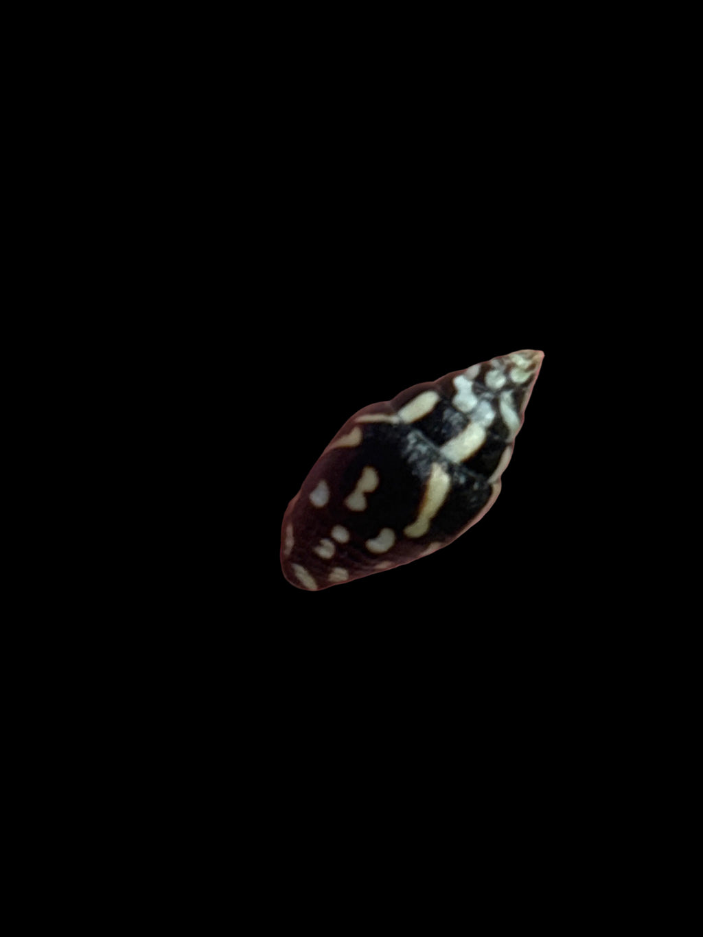 Lightning Dove Snails