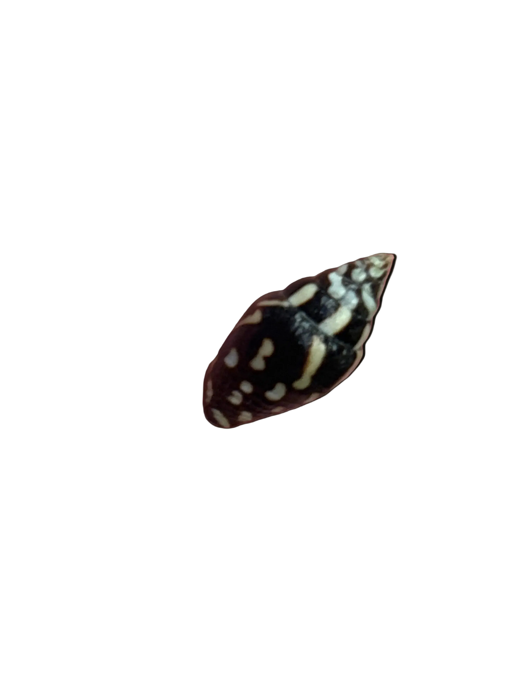 Lightning Dove Snails