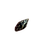 Lightning Dove Snails