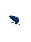 Red leg hermit crab