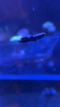 White Cap Goby Pistol Shrimp Pair