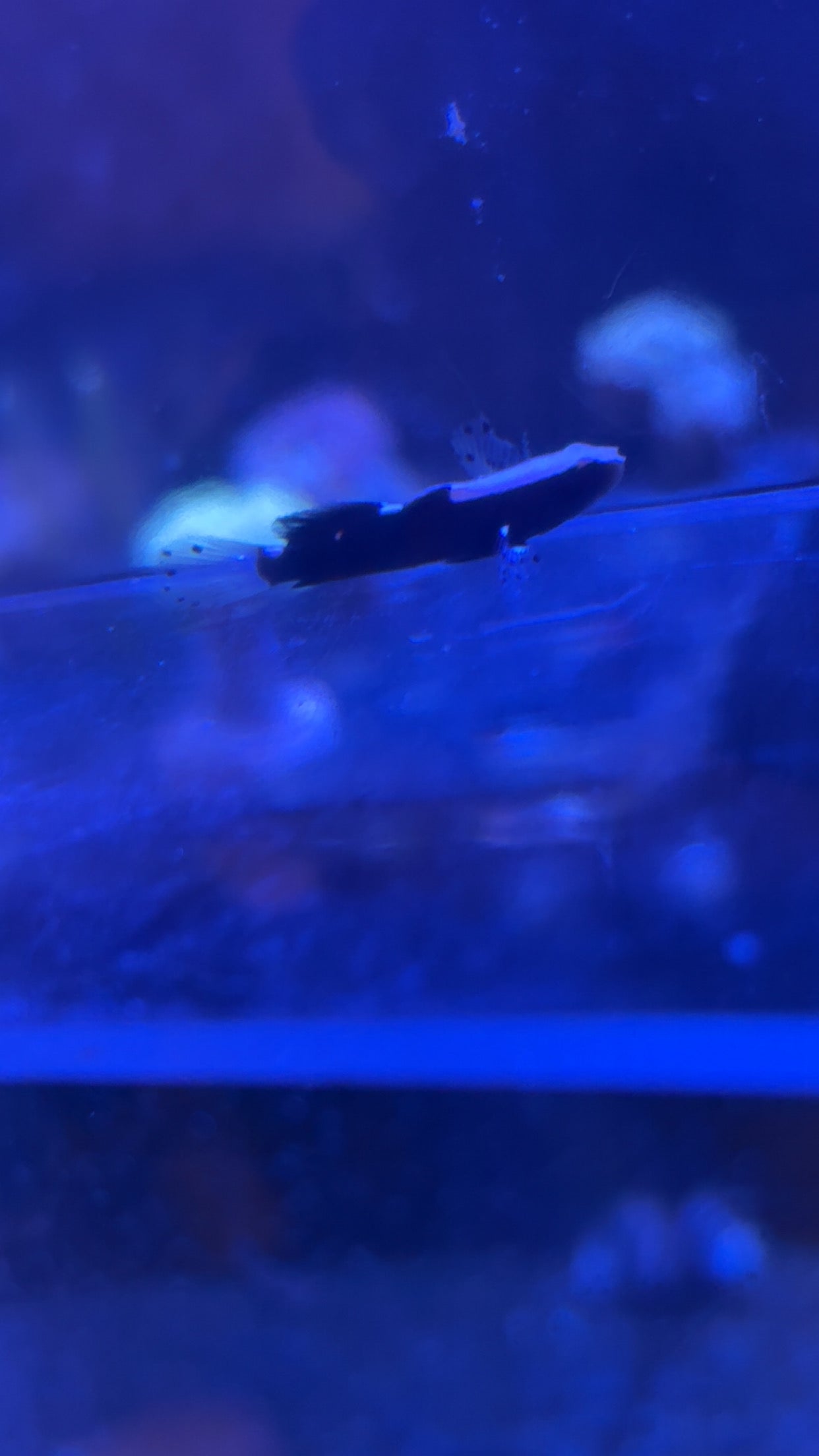 White Cap Goby Pistol Shrimp Pair