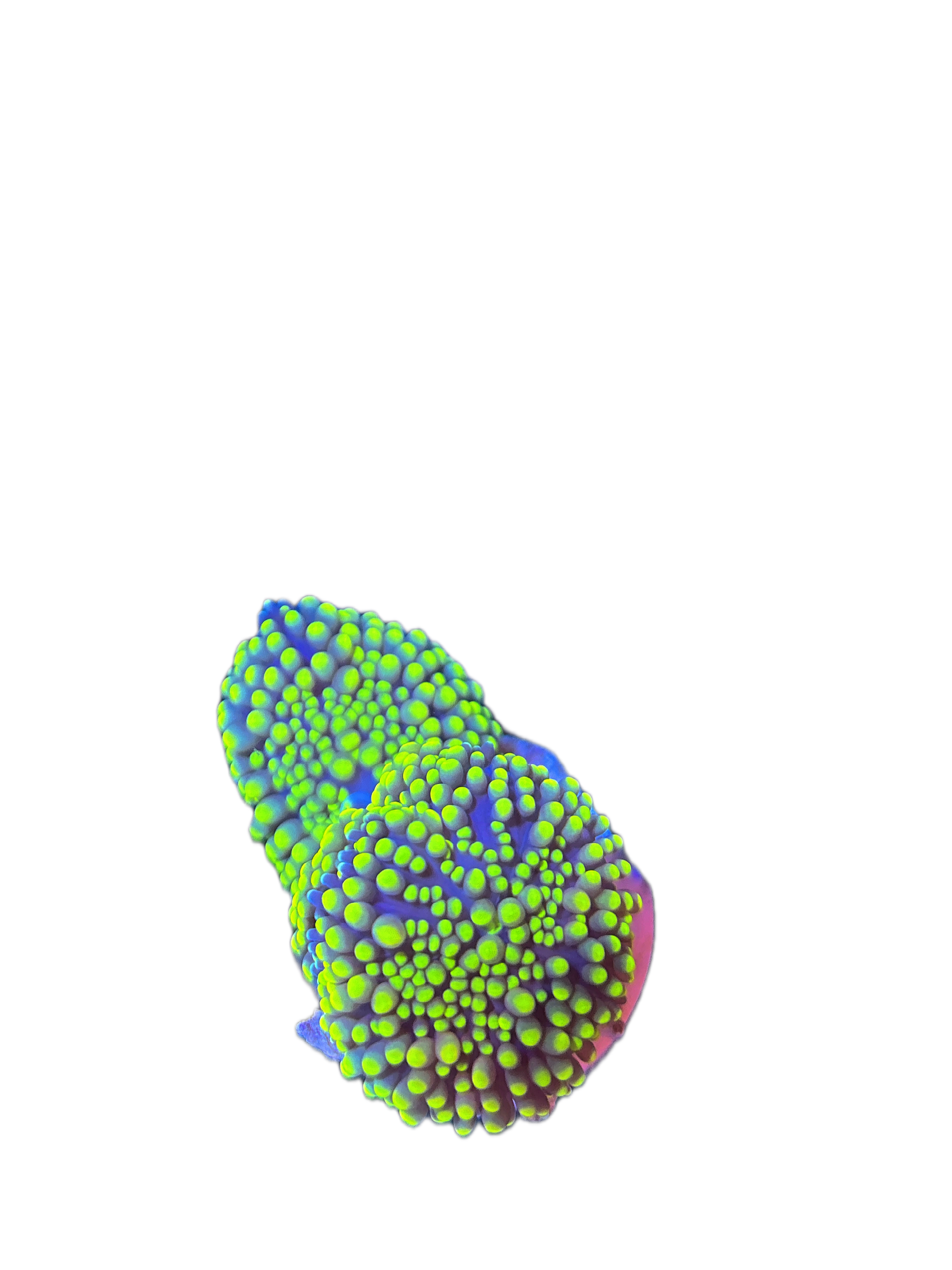 WYSIWYG Ricordia Florida