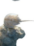 Sm Horseshoe Crab