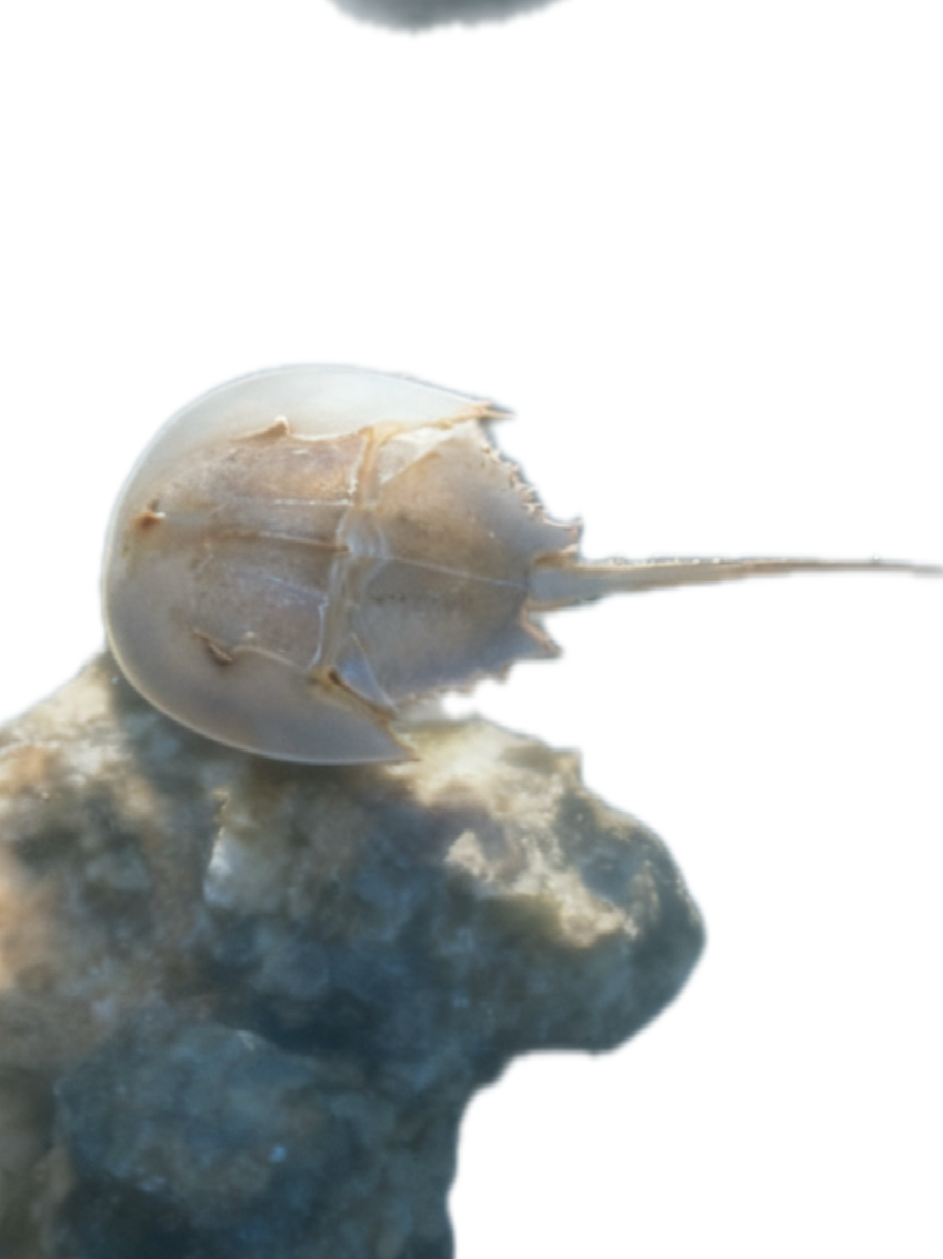 Sm Horseshoe Crab