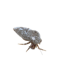 Red leg hermit crab