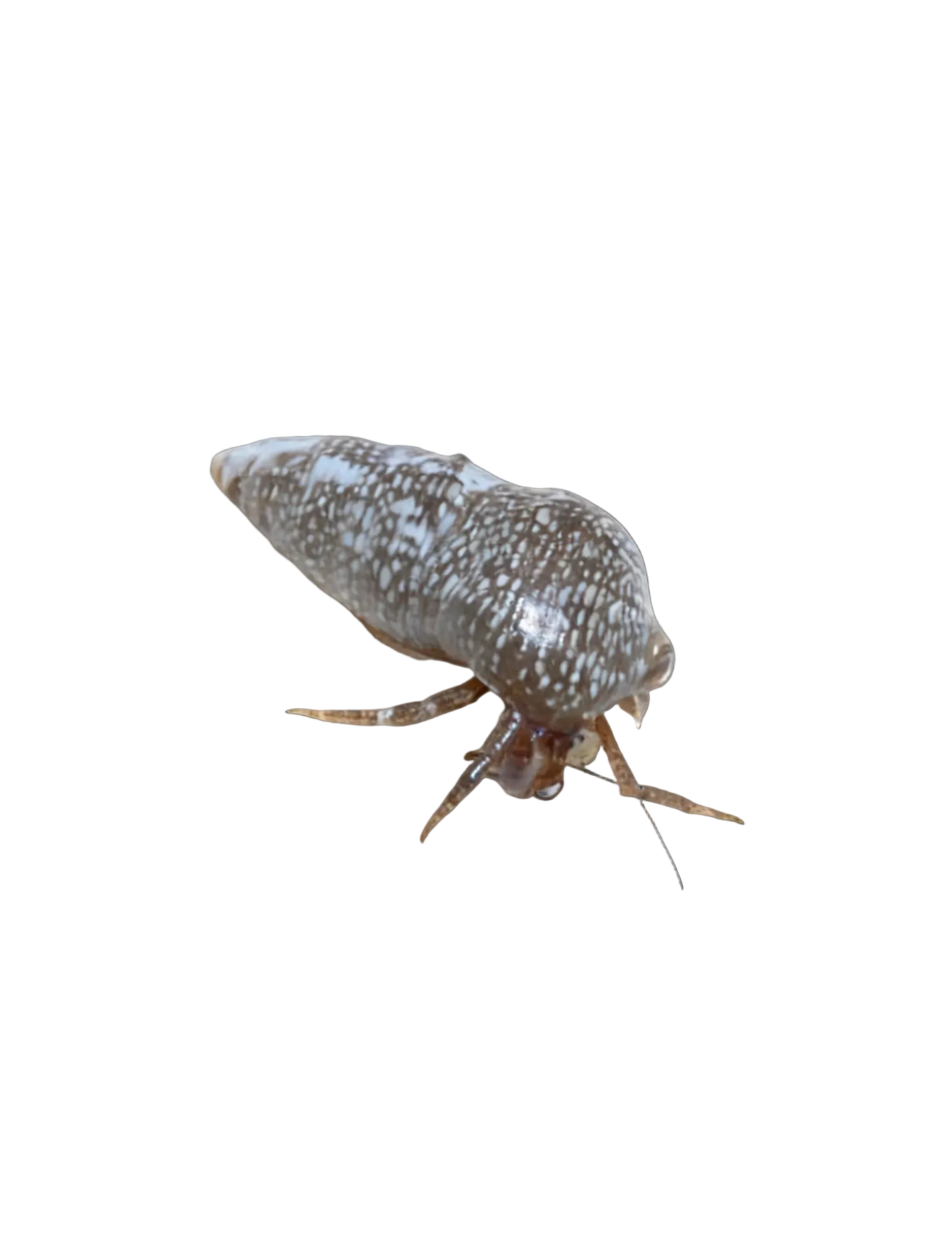 Red leg hermit crab