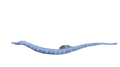 WYSIWYG Jumbo Dragonface Pipefish