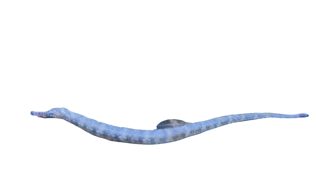 WYSIWYG Jumbo Dragonface Pipefish