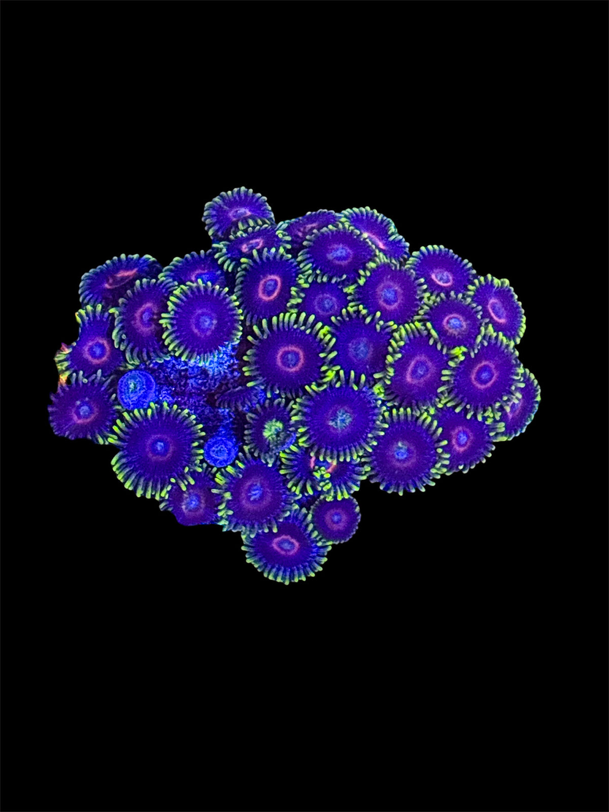 WYSIWYG KING JAWBREAKER HORNETS MINI COLONY