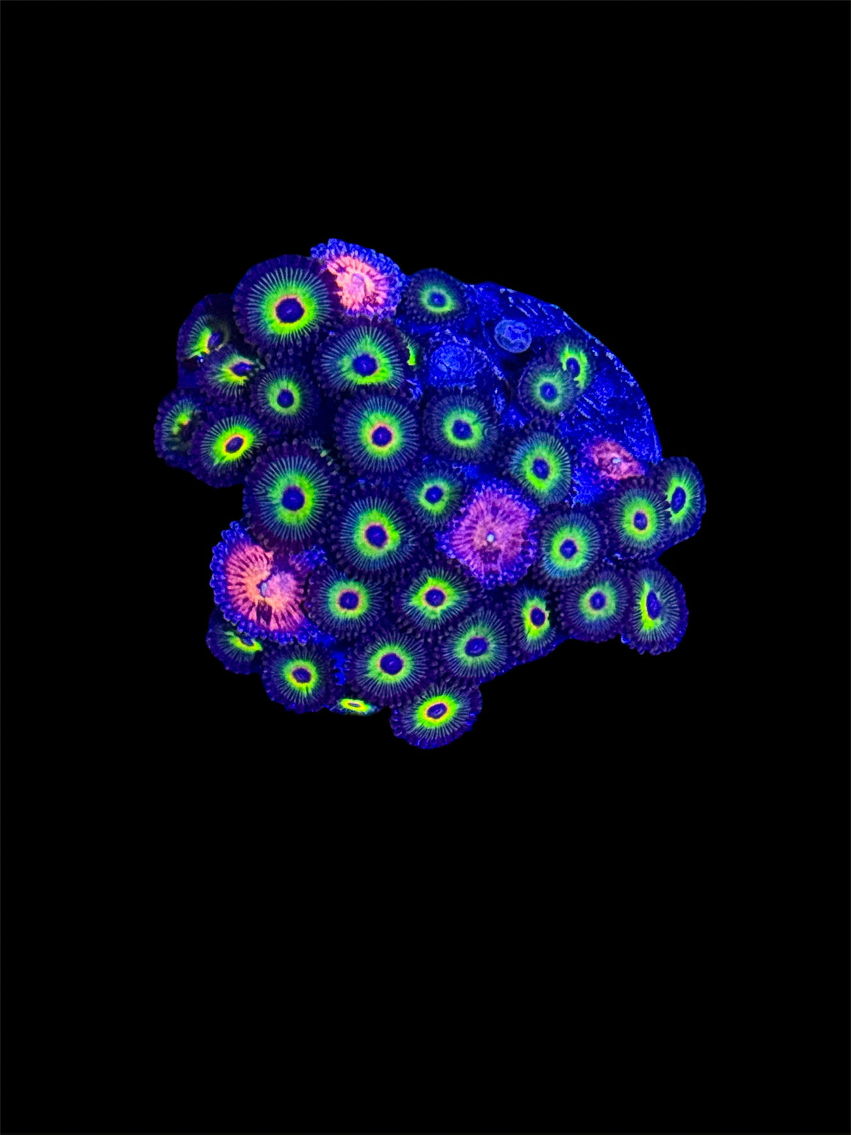 WYSIWYG BOB MARLEY MIXED ZOAS