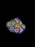 Rasta Zoas