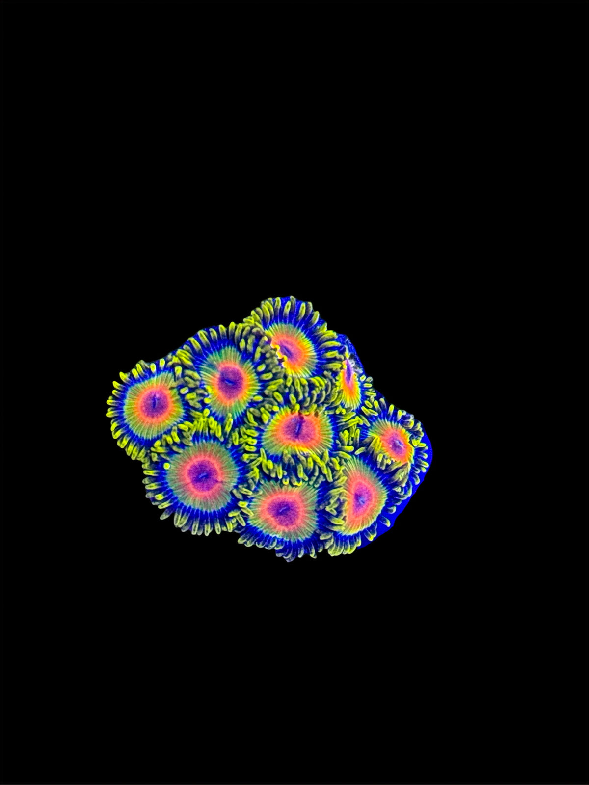 Rasta Zoas